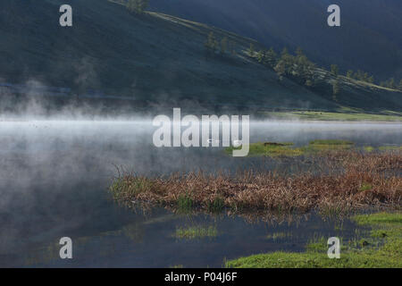 Swans in the mist, Yaze Lake, Kanas Lake National Park, Xinjiang, China Stock Photo