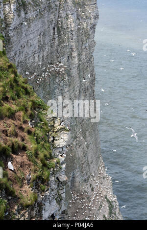 Seabirds nest at Bempton Cliffs in June 2018 Stock Photo