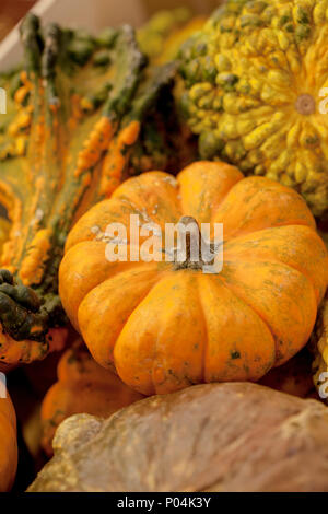 differents types of pumpkins in a market halloween Stock Photo