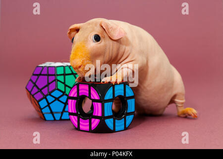 guinea pig cube
