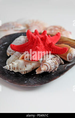 Red Starfish with Cockleshell on white background. Stock Photo