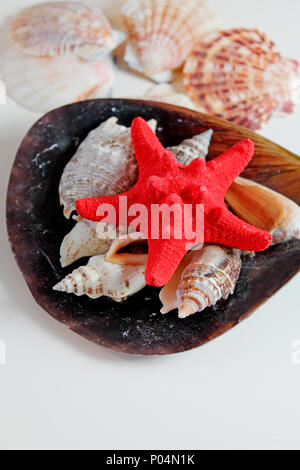 Red Starfish with Cockleshell on white background. Stock Photo