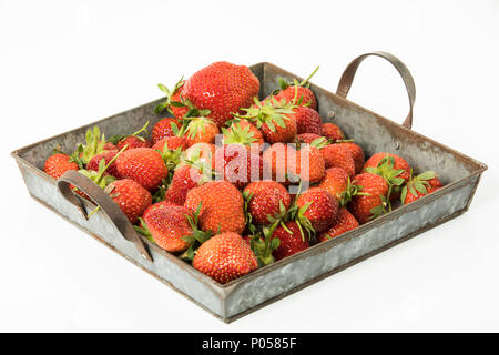 frische Erdbeeren in einem Blechkorb, Studio Stock Photo