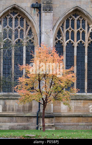 a single tree in full autumn colour in between two gothic windows at Peterborough cathedral Stock Photo