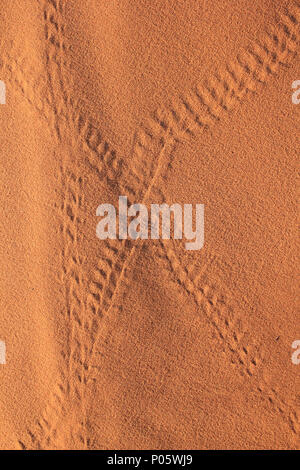 Beetle Tracks in Sahara Desert, Merzouga, Morocco Stock Photo