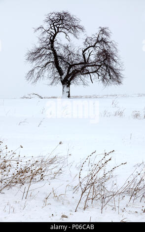 New York State, USA, Winter, 2017: A sentry tree stands out during a snow storm in rural Montgomery County, Mohawk Valley, New York. Stock Photo