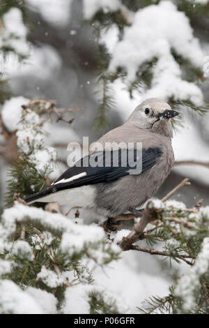 Clark's nutcracker / Kiefernhäher ( Nucifraga columbiana ) in winter, perched in a snow covered conifer tree, backside view, Yellowstone NP, Wyoming,  Stock Photo