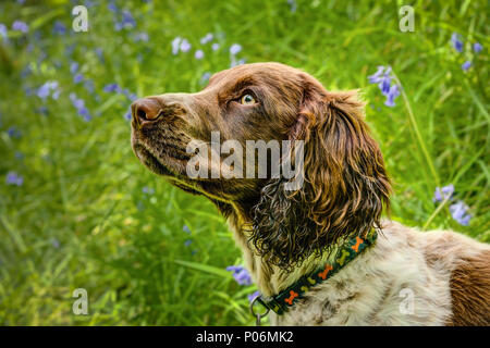 A horizontal portrait of a puppy dog liver brown and white. A cross bred Sprocker being a mix of Springer and Cocker Spaniels, on a green background. Stock Photo