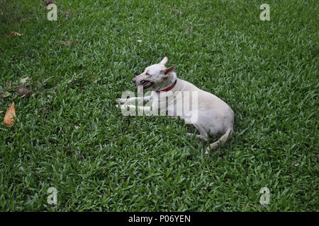 Dhaka, Bangladesh. 7th June, 2018. A Street dog takes rest on grass after get a vaccine by an animal activist group at Dhaka. Animal Lovers of Bangladesh is a volunteer chain work for create concern about natural and animals, Rescue and Foster sick stray animals, Shelter nature abandon animals and Give Away** cured & healthy animals. Credit: Md. Mehedi Hasan/ZUMA Wire/Alamy Live News Stock Photo