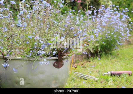 Myosotis. Clearing forget me not flowers (Myosotis), from the border of an English garden into an old metal container in late spring, UK Stock Photo