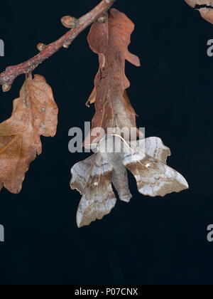 Poplar Hawk-moth Laothoe populi resting on dead leaves Stock Photo