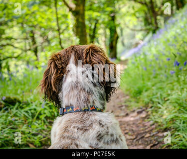 A female puppy, liver brown and white cross breed Sprocker Spaniel, Ruby is studying the bluebell wood and the magic of the forest that lies ahead. Stock Photo