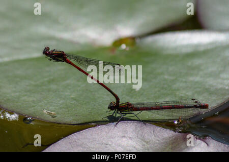 A pair of large red damselflies mating on a waterlilly leaf on a small pond Stock Photo