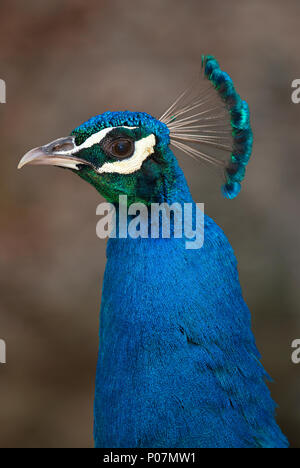 Close up of male Blue Peacock (Pavo cristatus), Bioparco, Rome, Lazio, Italy Stock Photo