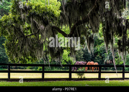 Boone Hall Plantation, Horses Grazing in the Field, Spanish Moss, South Carolina, Mount Pleasant Stock Photo