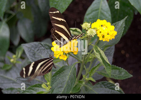 Two zebra longwing (Heliconius charithonia) butterflies Stock Photo
