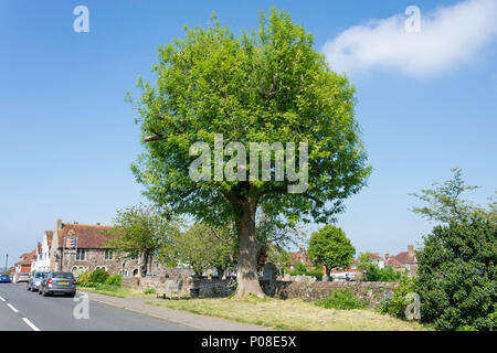 Wesley's Tree (site of John Wesley's last open air sermon in 1790), German Street, Winchelsea, East Sussex, England, United Kingdom Stock Photo