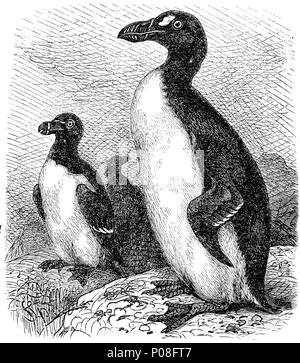 Great Auk Antique - Etsy