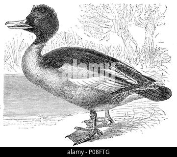 Common Merganser / Goosander Stock Photo - Alamy