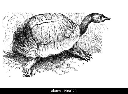Florida softshell turtle, Apalone ferox, digital improved reproduction of an original print from the year 1881 Stock Photo