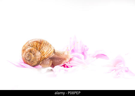 gentle moisturizing cosmetic with snail slime crawling on pink flowers, cosmetics and body care Stock Photo