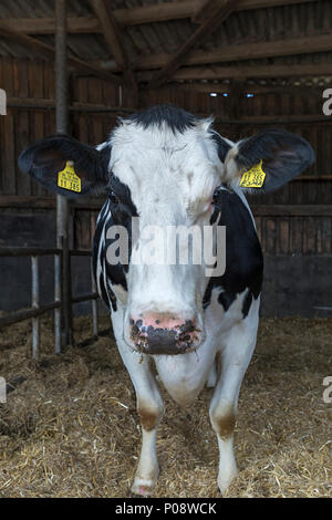 Animal portrait of a cow in a barn, breed white blue Belgian (Bos taurus), Mecklenburg-Vorpommern, Germany Stock Photo