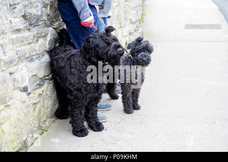 Two black poodle crossbread, black cockapoo, black schnoodle Stock Photo