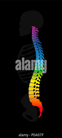Vertebral column. Rainbow colored backbone. Colorful spine and gray skeleton, symbolic for healthy vertebras. Stock Photo