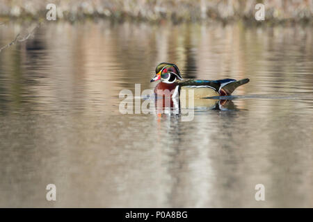 Portrait of a drake wood duck on water. Stock Photo