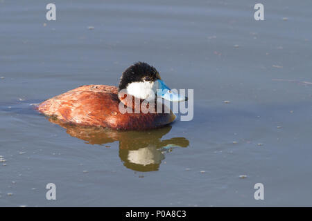 Drake Ruddy Duck Portrait of a drake ruddy duck in breeding plumage Stock Photo - Alamy