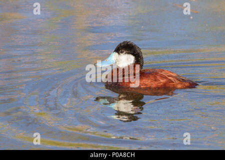 Portrait of a drake ruddy duck in breeding plumage. Stock Photo