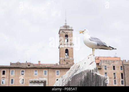 Rome, Italy. 08th June, 2018. Artistic installation 'Help the Ocean' created by the Italian artist Maria Cristina Finucci positioned on the remains of the Basilica Giulia in the Roman Forum Credit: Matteo Nardone/Pacific Press/Alamy Live News Stock Photo