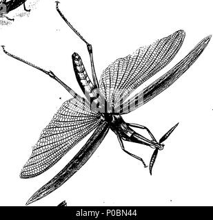 Polynesia Insects An epitome of the natural history of the insects of New Holland, New ...