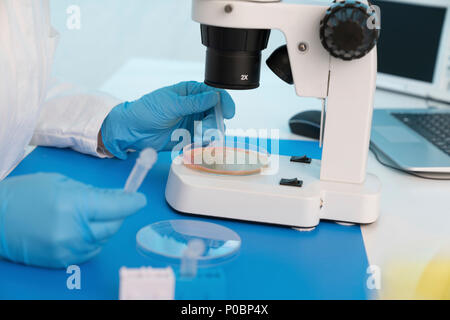 Microbiology research. Scientist taking a sample from a culture in a Petri dish. Stock Photo