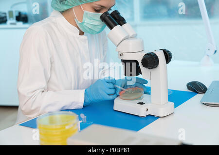 Microbiology research. Scientist taking a sample from a culture in a Petri dish. Stock Photo