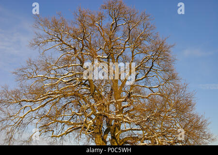 Branches and crown of an 800 year old oak covered in snow in winter Stock Photo
