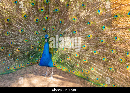 peacock trying to impress female.peacock spreading its tail in the garden. peacock opened his beatiful colourful feathers Stock Photo