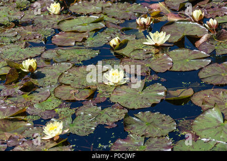 Lotus flowers on lily pond on Frogmore Lake, Frogmore House and Gardens across , Home Park, Windsor, Berkshire, England, United Kingdom Stock Photo