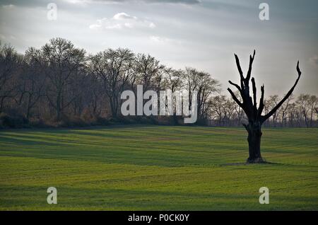 Lone tree in empty field and graying skies Stock Photo