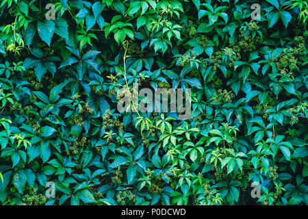 Texture of ivy leaves closeup. Green wall. Stock Photo