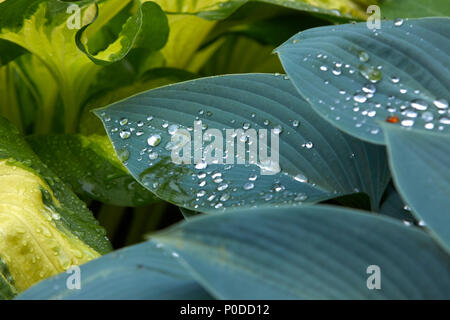 Hosta leaves covered with sparkling raindrops. From smallholding garden at 900ft in Nidderdale, North Yorkshire Stock Photo