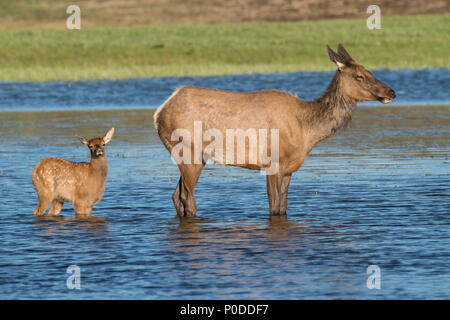 Elk cow and calf in Yellowstone River Stock Photo