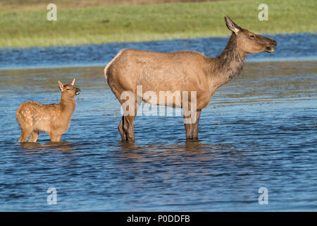 Elk cow and calf in Yellowstone River Stock Photo