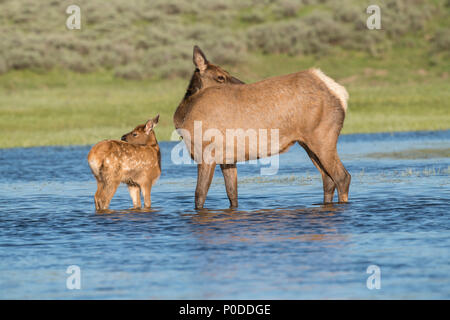 Elk cow and calf in Yellowstone River Stock Photo