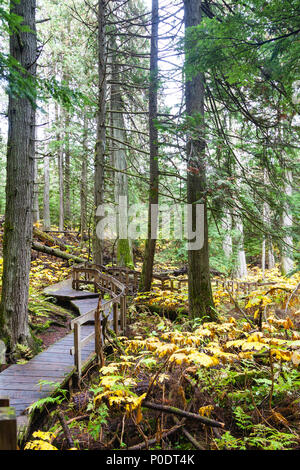 A half kilometer Giant Cedars Boardwalk trail winds through the heart of an old-growth forest in Revelstoke, BC, Canada, where cedar trees were 500 ye Stock Photo