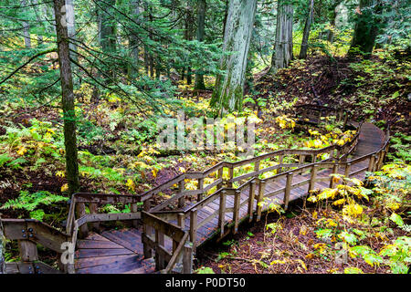 A half kilometer Giant Cedars Boardwalk trail winds through the heart of an old-growth forest in Revelstoke, BC, Canada, where cedar trees were 500 ye Stock Photo