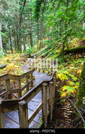 A half kilometer Giant Cedars Boardwalk trail winds through the heart of an old-growth forest in Revelstoke, BC, Canada, where cedar trees were 500 ye Stock Photo