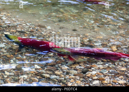 Spawning Pacific sockeye salmons turned crimson in color as they shed their scales in returning to their place of origin in the Adams River to lay egg Stock Photo