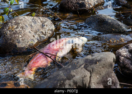 A dead Pacific sockeye salmon in the Adams River in BC, Canada, after it returned to spawn before it died in what is known as the Salmon Run. Spawning Stock Photo