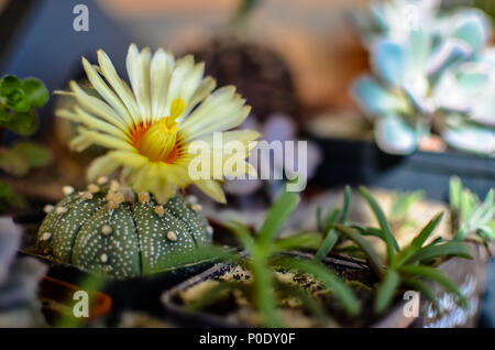 Astrophytum asterias cactus with yellow flower Stock Photo